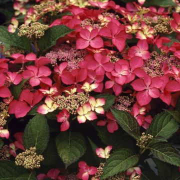 Hydrangea macrophylla 'Selina'