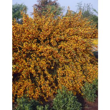 Cytisus Andreanus Splendens