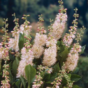 Clethra alnifolia 'Pink Spire'