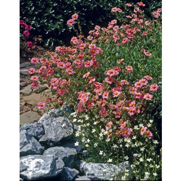 Helianthemum Wisley Pink