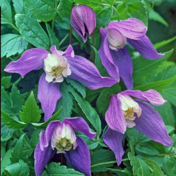 Clematis 'Frances Rivis'