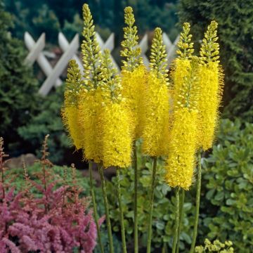 Eremurus x isabellinus Moneymaker