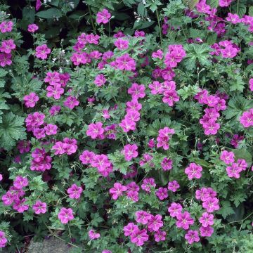 Geranium × riversleaianum 'Russell Prichard'