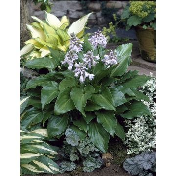 Hosta 'Invincible'