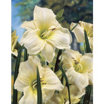 Hemerocallis White Temptation