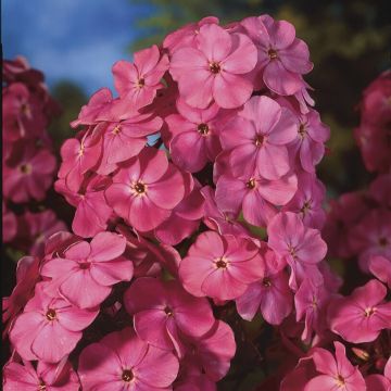 Phlox paniculata 'Windsor'