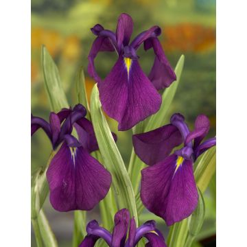 Iris kaempferi Variegata - Japanese Water Iris