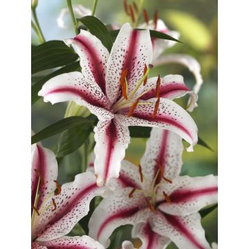Lilium Dizzy - Pack of 2