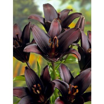 Lilium Landini - Pack of Two 
