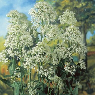 Centranthus ruber Albus - Valerian  "Snow Cloud"