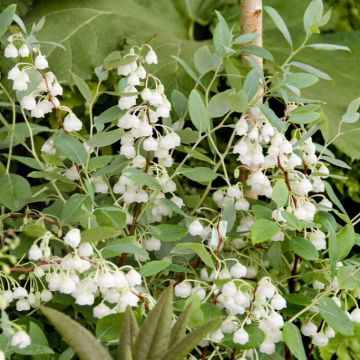 Zenobia pulverulenta 'Blue Sky' - Dusty Zenobia