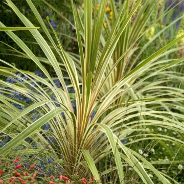Cordyline Torbay Dazzler - Exotic Variegated Palm