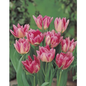 Tulip Peach Blossom -Pack of 6 Bulbs