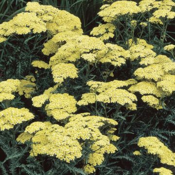 Achillea Credo