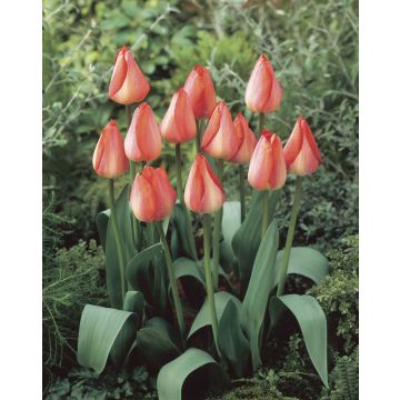 Tulip Big Chief - Pack of 6 