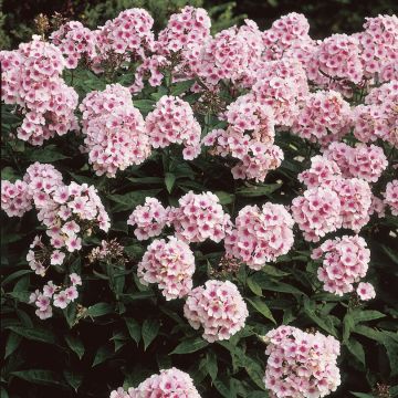 Phlox paniculata 'Bright Eyes'
