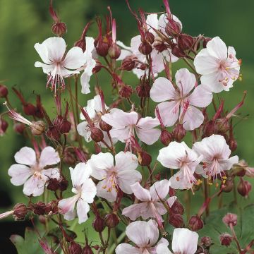 Geranium Cantabrigiense Biokovo