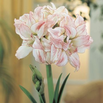 Amaryllis Aphrodite - Double Flowered Hippeastrum Bulb