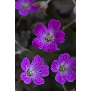 Geranium Orkney Cherry