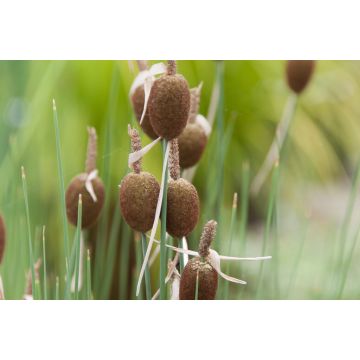 Typha minima 