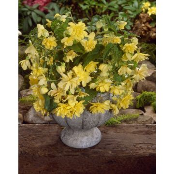Begonia pendula Yellow - Perfect for Tubs and Baskets