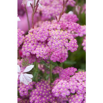 Achillea Pretty Belinda