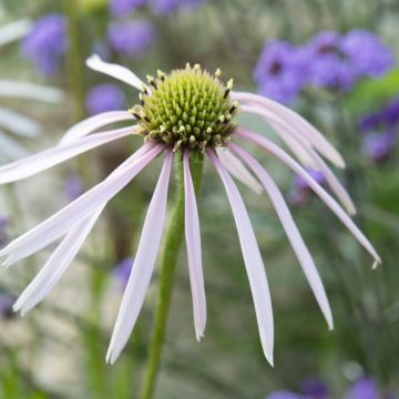 Echinacea Hula Dancer