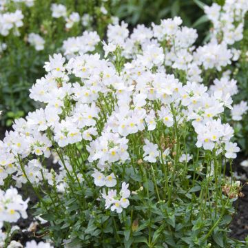 Nemesia fruticans White