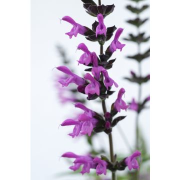 Salvia Amistad 'Pink'