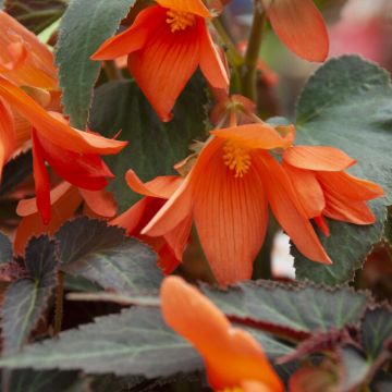 Begonia Bossa Nova Night Fever Papaya