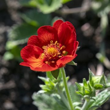Potentilla atrosanguinea