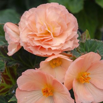 Begonia Fortune Pink