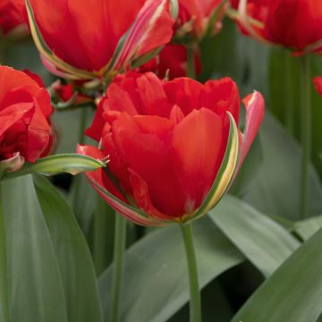 Tulipa 'Love Valley' - Pack of 6