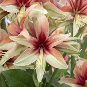 Amaryllis Wild Amazone - Hippeastrum Bulb