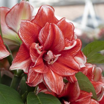 Amaryllis - Flamed Amadeus - Hippeastrum Bulb