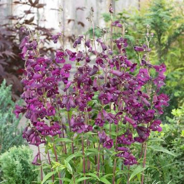 Penstemon Pensham Eleanor Young