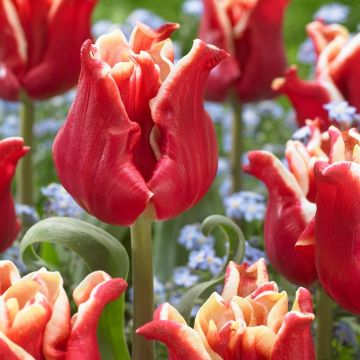 Tulip Elegant Crown - Pack of 6 Bulbs