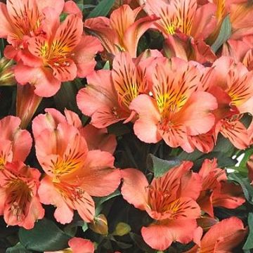 Alstroemeria 'Eliane Orange'