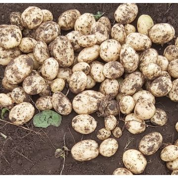 Elland - Main Crop Seed Potatoes - Pack of 10