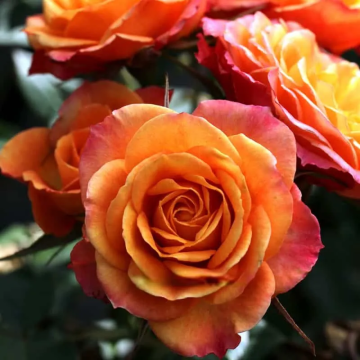 Rose 'Our Jubilee' - Hybrid Tea Rose