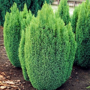 Chamaecyparis Lawsoniana Ellwood's Gold