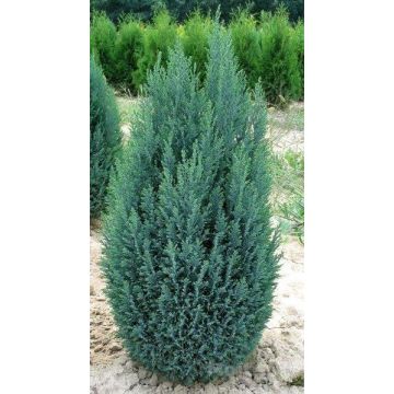 Chamaecyparis lawsoniana Ellwoodii - Lawsons Cypress - Large 90-100cms Plant