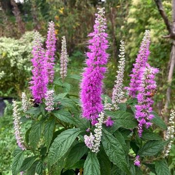 Elsholtzia stauntonii - Mint bush