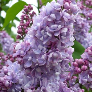 Syringa Vulgaris 'Emilie Lemoine'