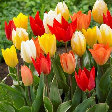Tulip Emperor Mixed - Pack of 30