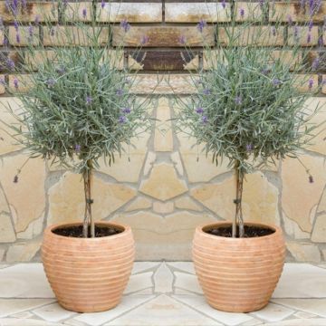 Pair of Beautiful English Lavender Trees - Lavandula angustifolia