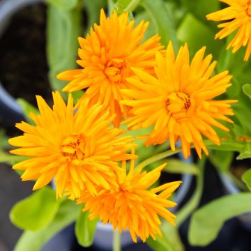English Marigold - Calendula officinalis 'Porcupine Orange' - In Bud & Bloom