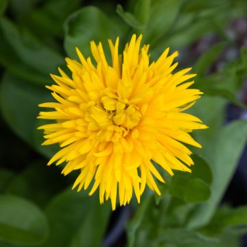 English Marigold - Calendula officinalis 'Porcupine Yellow' - In Bud & Bloom