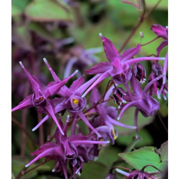 Epimedium grandiflorum Purple Prince