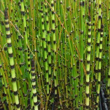 Equisetum japonica - Barred Horsetail